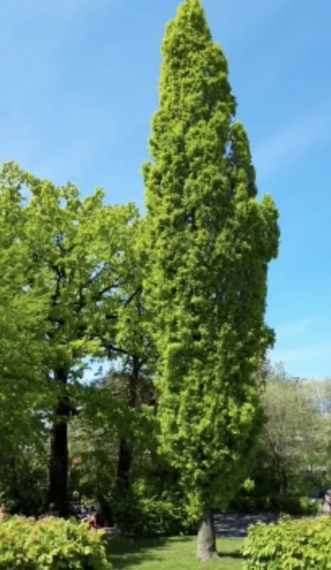 Quercus robur ‘Fastigiata Koster’ QUERCIA PIRAMIDALE - immagine 2
